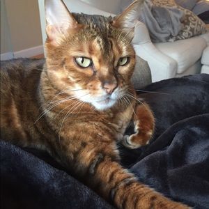Meet your Posher, Lyssette